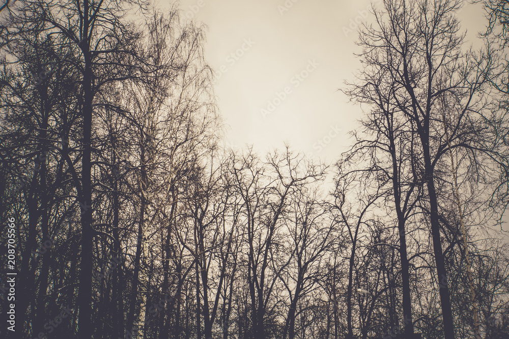 Leafless branches of park winter trees retro Leafless branches of park winter trees retro