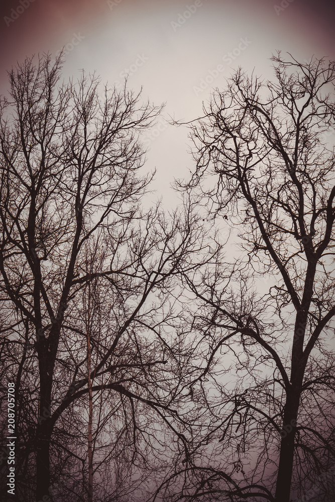 Leafless branches of park winter trees retro Leafless branches of park winter trees retro