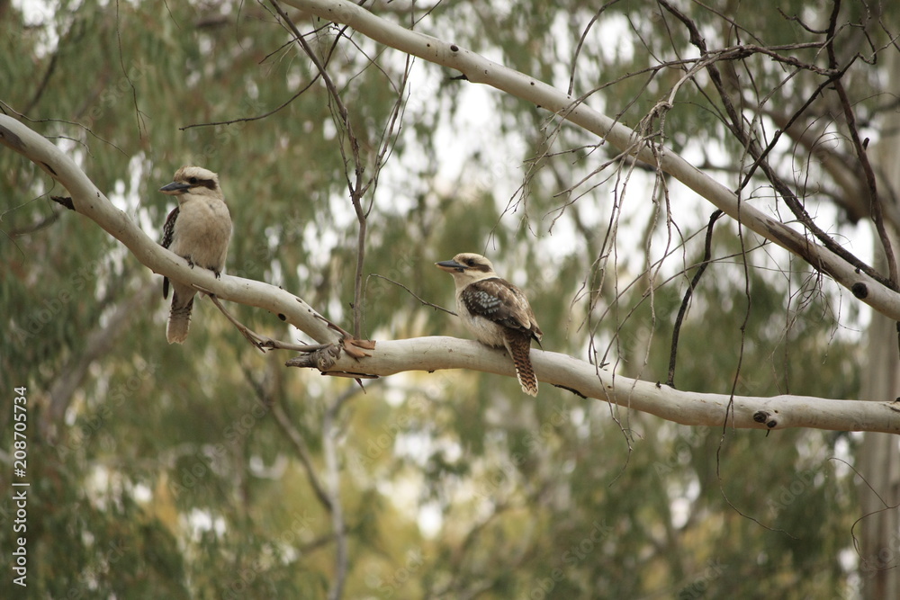 Native Australian Kookaburras in a forest of gumtrees in the morning sun, Tamworth, New South Wales, Rural Australia Native Australian Kookaburras in a forest of gumtrees in the morning sun, Tamworth, New South Wales, Rural Australia