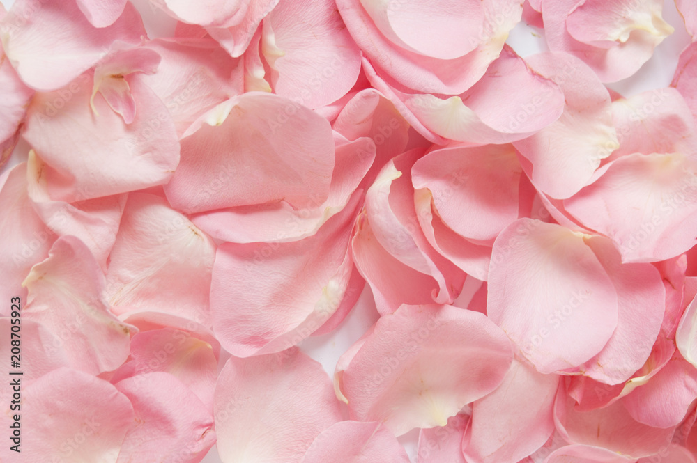 Rose petals background - obrazy, fototapety, plakaty 