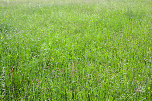 Green grass photo background or texture. Close-up image of fresh long spring green grass. Beautiful bright field of green grass. Element of design. Natural background.