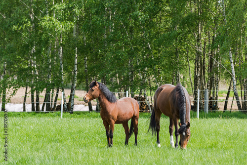 Adult and young offspring horse grazing on grass