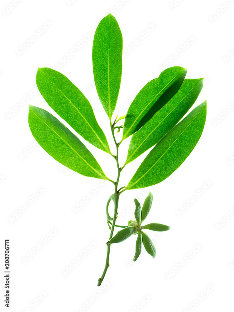 Close up of Bhandari flower. Close up of Bhandari flower.