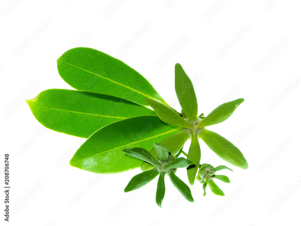 Close up of Bhandari flower. Close up of Bhandari flower.