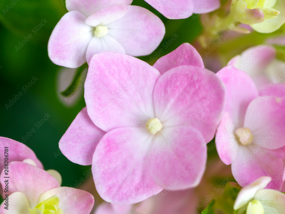 Obraz premium Close up Hydrengea flower.