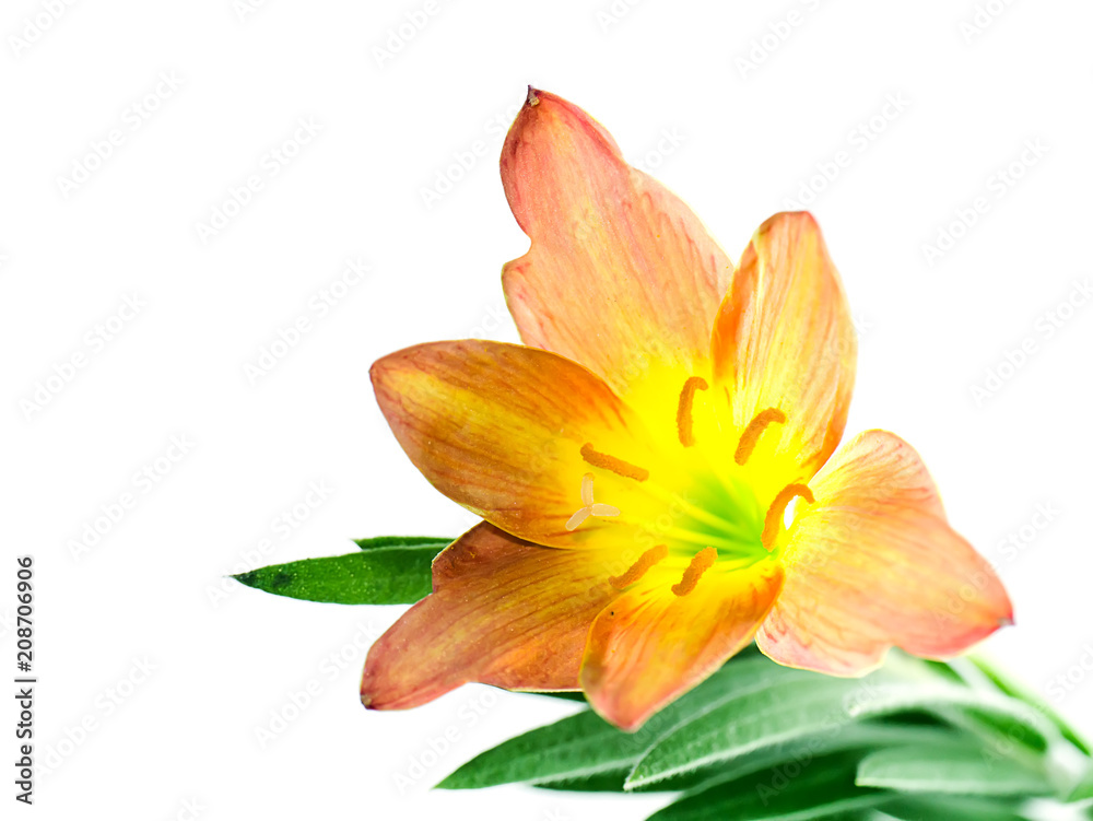 Beautiful rain lily flower Beautiful rain lily flower