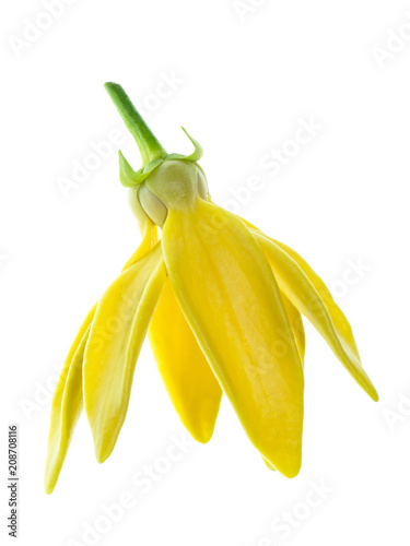Close up of Bhandari flower.