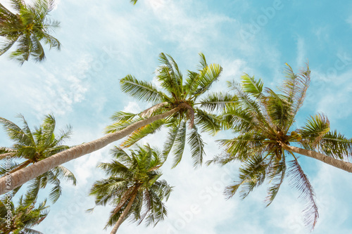 Coconut palm tree with blue sky cloudy on beach in summer.