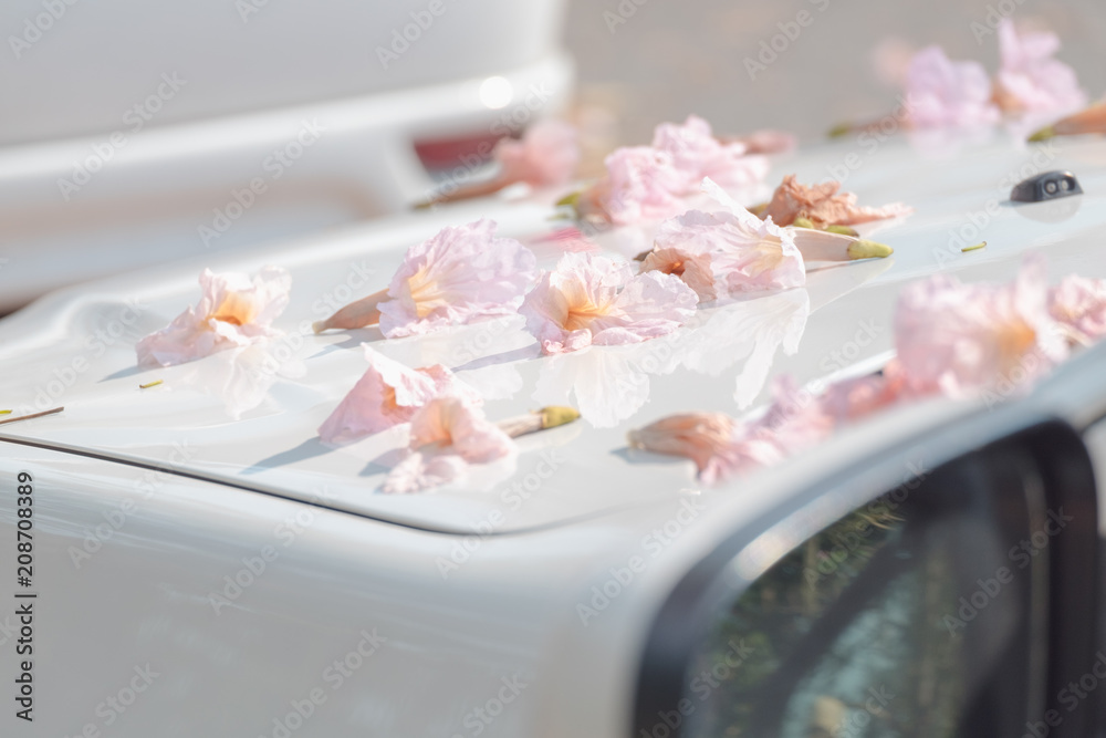 Pink flower falling on car in spring season. Pink flower falling on car in spring season.