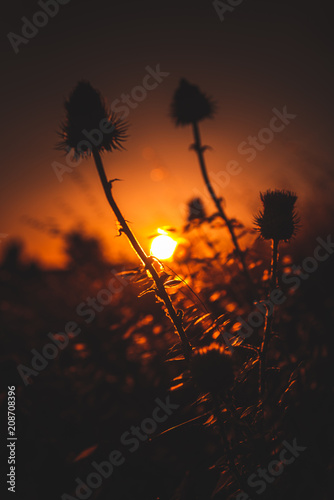 flower in field at sunset