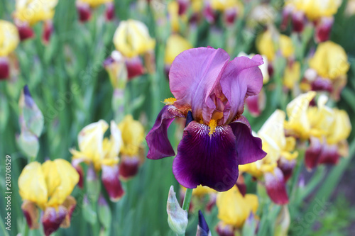 Fototapeta Naklejka Na Ścianę i Meble -  purple iris close-up. garden flowers.