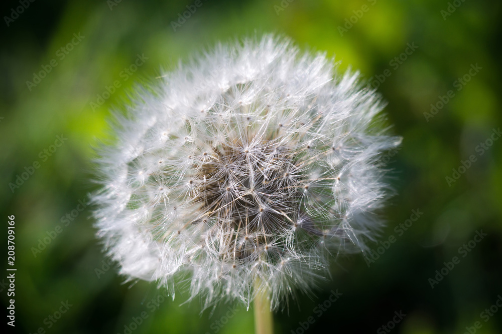 Obraz premium White dandelion macro