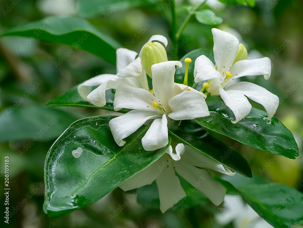 Obraz premium Orange Jasmine flower