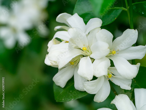 Orange Jasmine flower © noppharat