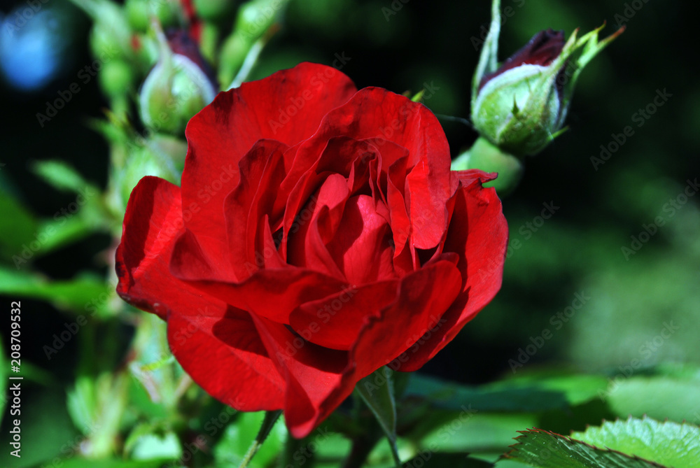 Red rose flower and buds blooming on bush, dark green leaves background, close up detail Red rose flower and buds blooming on bush, dark green leaves background, close up detail