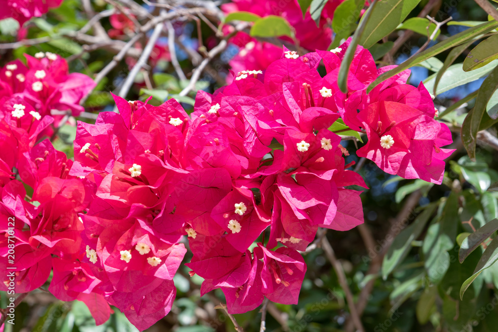 Exotic plants encountered while visiting Mexico. Purple beautiful bougainvillea