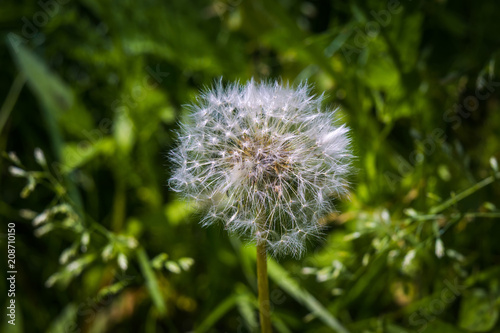 White dandelions in the grass