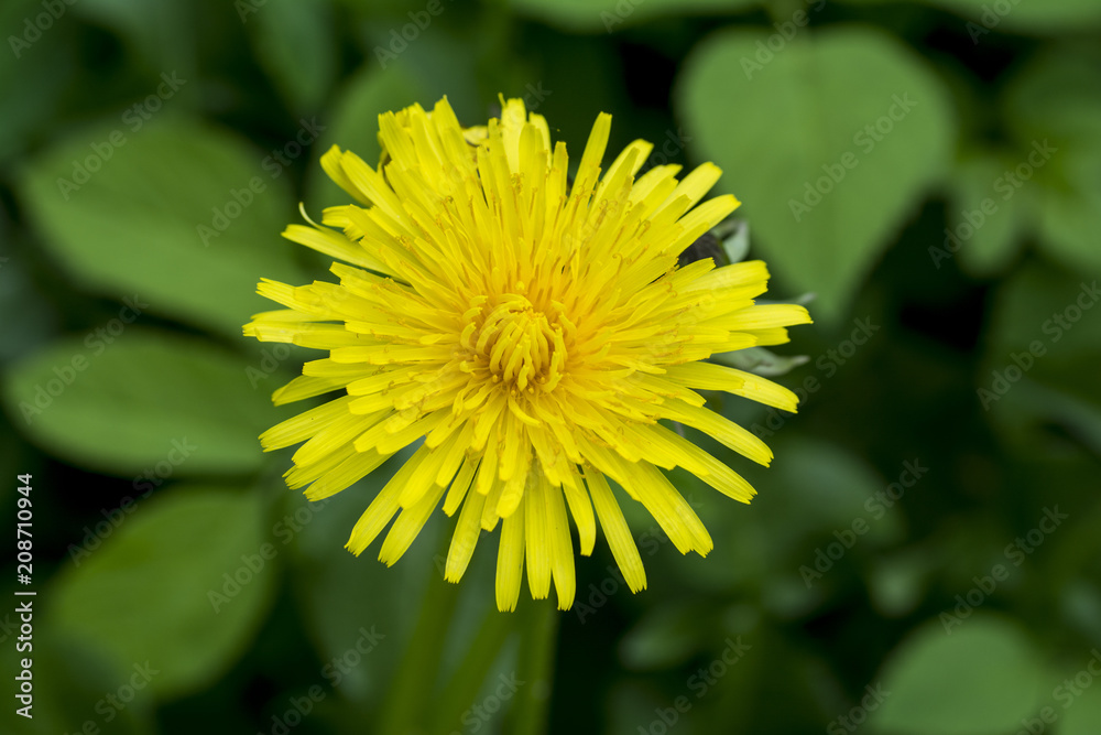 Close up of beautiful blooming dandelion flower Close up of beautiful blooming dandelion flower