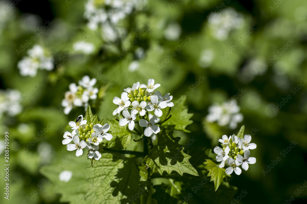 Small white flowers in sun Small white flowers in sun
