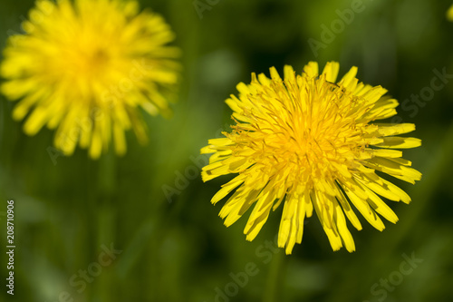 Close up of yellow dandelion