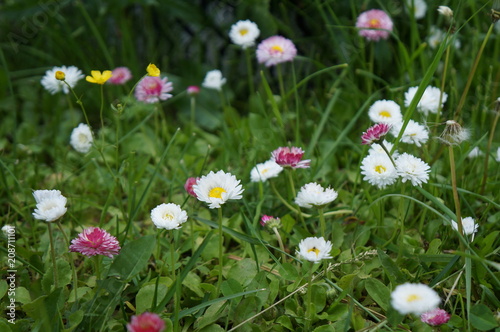 little daisies in the grass