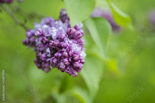Beautiful fresh purple lilac flower