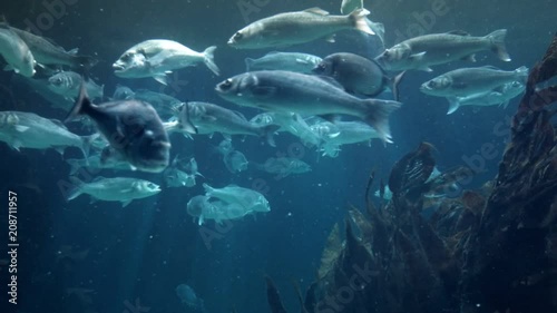 Argyrosomus regius-fish swimming underwater photo