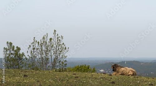 Highland cattle à Merland, Ambronay, Ain, France photo