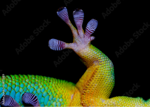 multicolored lizard on a black background