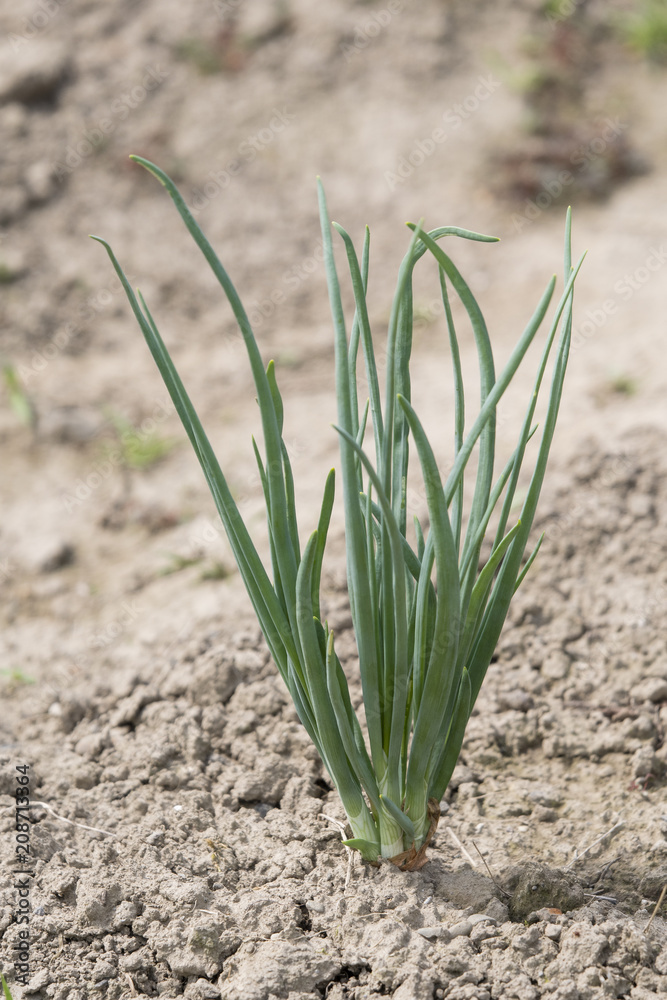 Green leaves of onion planted in the field. Green leaves of onion planted in the field.