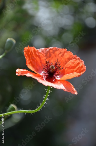 Fototapeta Naklejka Na Ścianę i Meble -  Mohn, Mohnblume, Klatschmohn