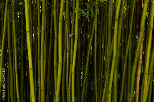 Fresh bamboo background