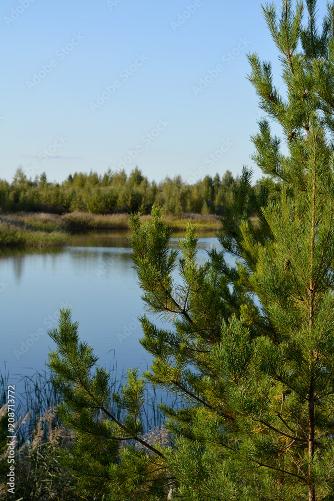 Beautiful view of lake through crown of pine tree.