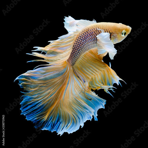 Fotografie, Tablou gold Siamese fighting fish movement isolated on black background