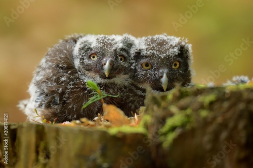 Boreal Owl - Aegolius funereus - nestling (young birds)