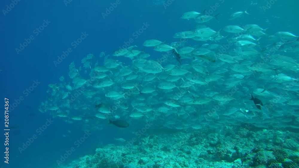 Massive school of bayads swims in the blue water over coral reef, Caranx sexfasciatus - Bigeye trevally, bigeye jack, great trevally, six-banded trevally and dusky jack. Indian Ocean, Maldives
Massive school of bayads swims in the blue water over coral reef, Caranx sexfasciatus - Bigeye trevally, bigeye jack, great trevally, six-banded trevally and dusky jack. Indian Ocean, Maldives