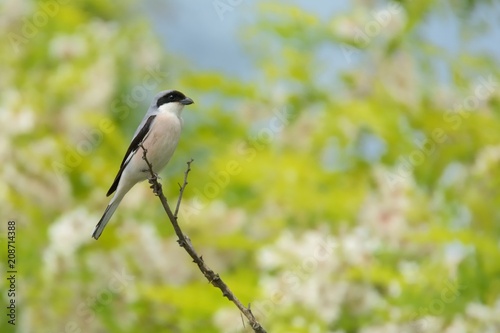 Lesser Gray Shrike (Lanius minor) perched on a acacia branch with white acacia blooms and green leaves in the bachground