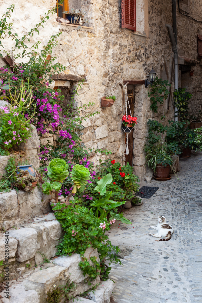 Stone laneway with flowers and a cat, Peillon, France