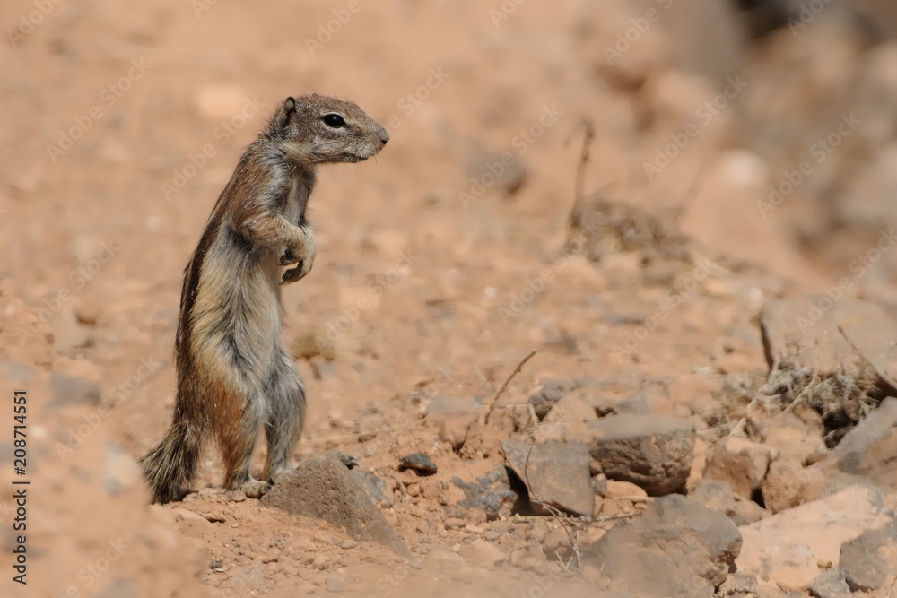 Barbary Ground Squirrel - Atlantoxerus getulus Barbary Ground Squirrel - Atlantoxerus getulus
