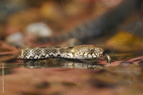 The grass snake (Natrix natrix) swimming across the little lagoon. Snake in the water with red brown background