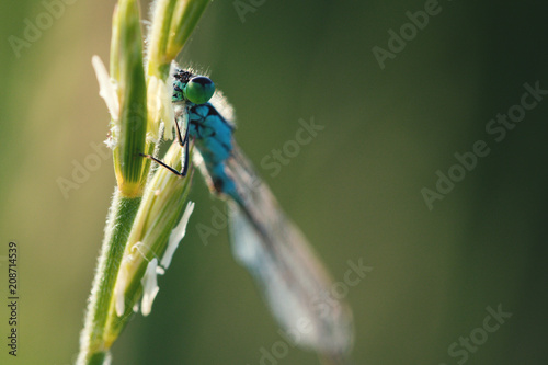 Macro shot of a bright blue dragonfly sitting on a green blade of grass