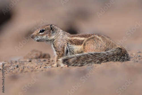 Barbary Ground Squirrel - Atlantoxerus getulus