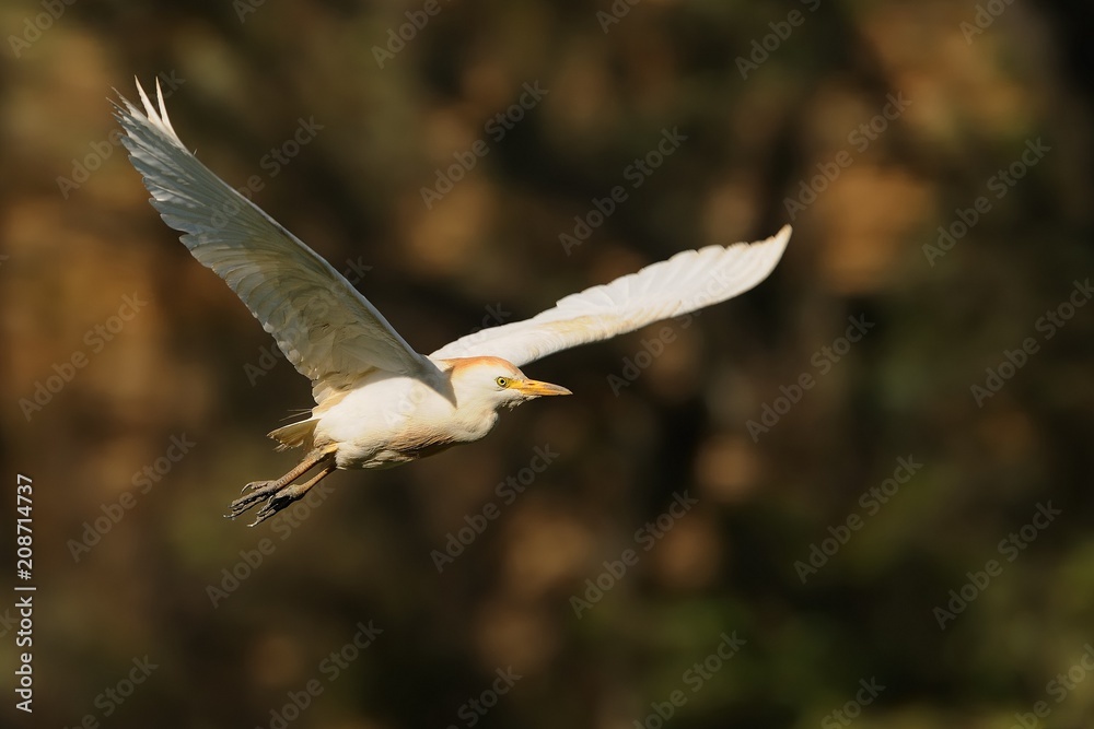 The Cattle Egret (Bubulcus ibis) captured at flight The Cattle Egret (Bubulcus ibis) captured at flight