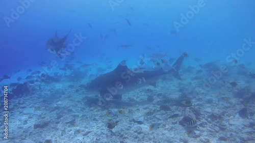 Two tiger shark in search of food is circling over the bottom of the reef in shallow water - Indian Ocean, Fuvahmulah island, Maldives, Asia
 photo