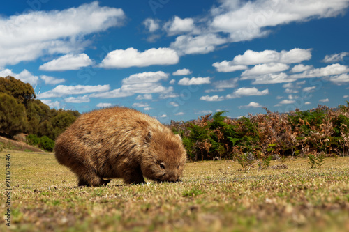 Foto Vombatus ursinus - Common Wombat