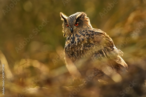Eurasian Eagle-Owl - Bubo bubo
