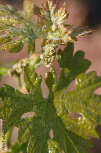 Closeup shot of young grape leaves and flowers in spring
