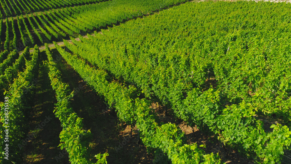 Green vineyard in summer shot from drone at daylight