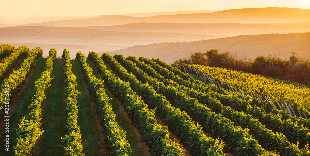 Wide panoramic shot of a green summer vineyard at sunset Wide panoramic shot of a green summer vineyard at sunset