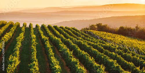 Wide panoramic shot of a green summer vineyard at sunset